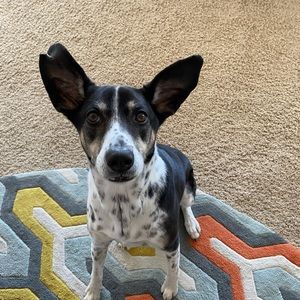 Meet your Posher, Tara